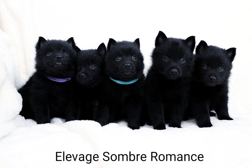 chiot Schipperke Sombre Romance