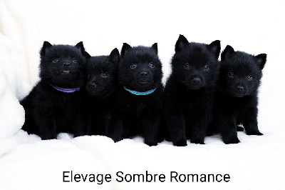 Sombre Romance - Schipperke - Portée née le 12/12/2022