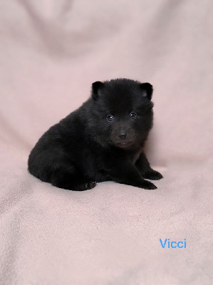 Vicci