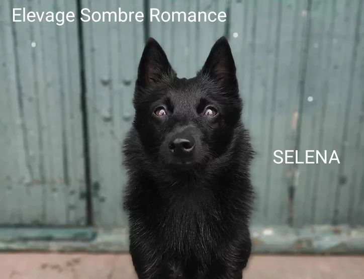Selena du mont de la chenaie