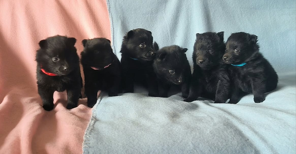 Chiots actuels