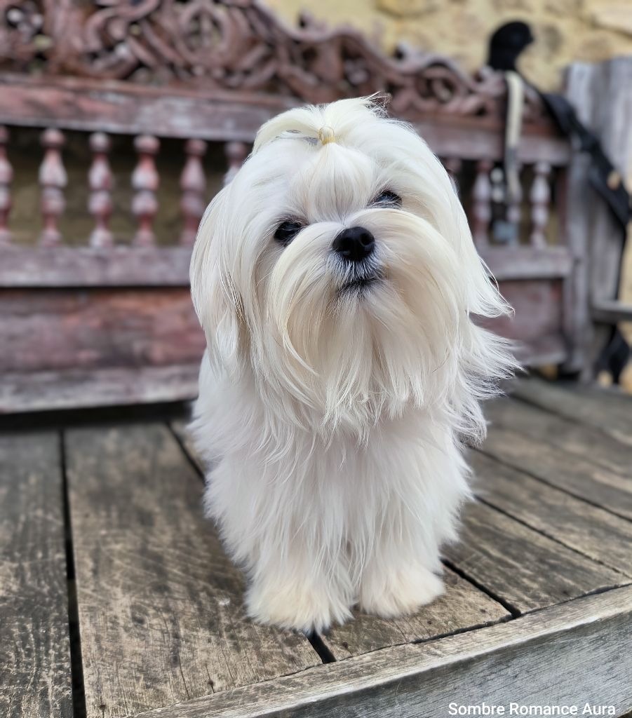 Chiot à vendre