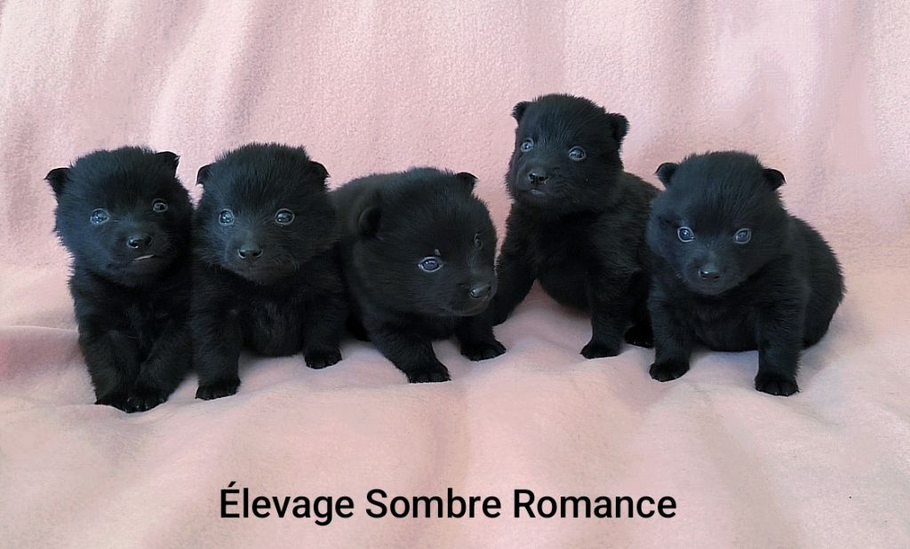 Chiot Schipperke Sombre Romance