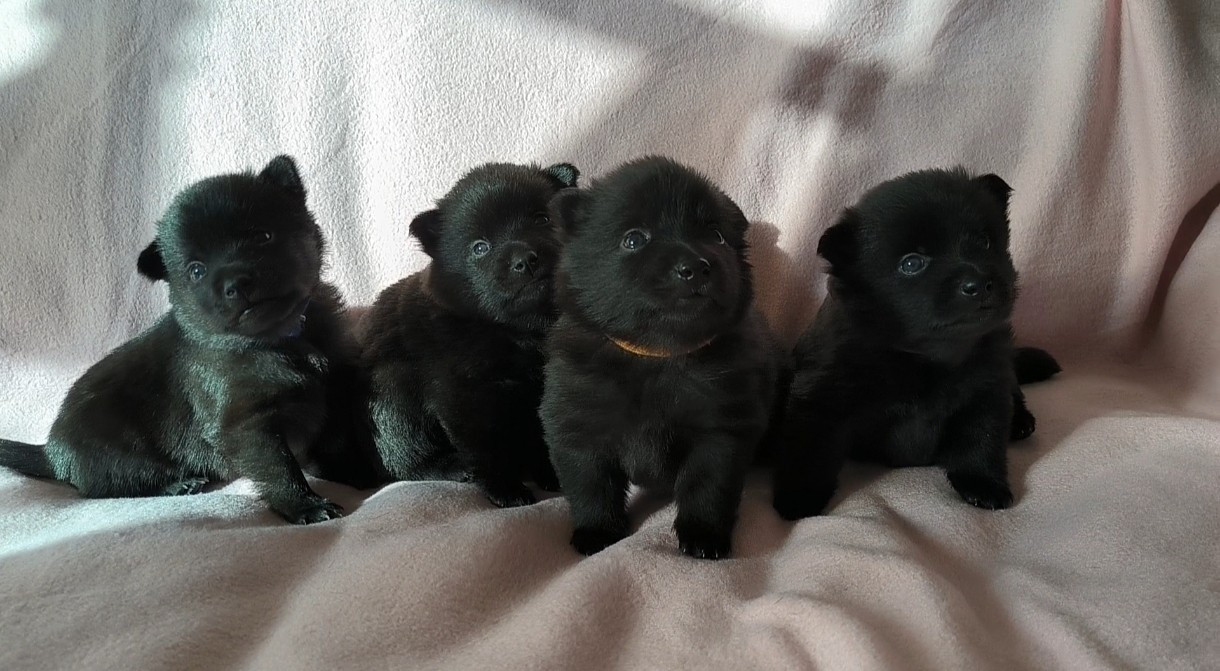 Chiot Schipperke Sombre Romance