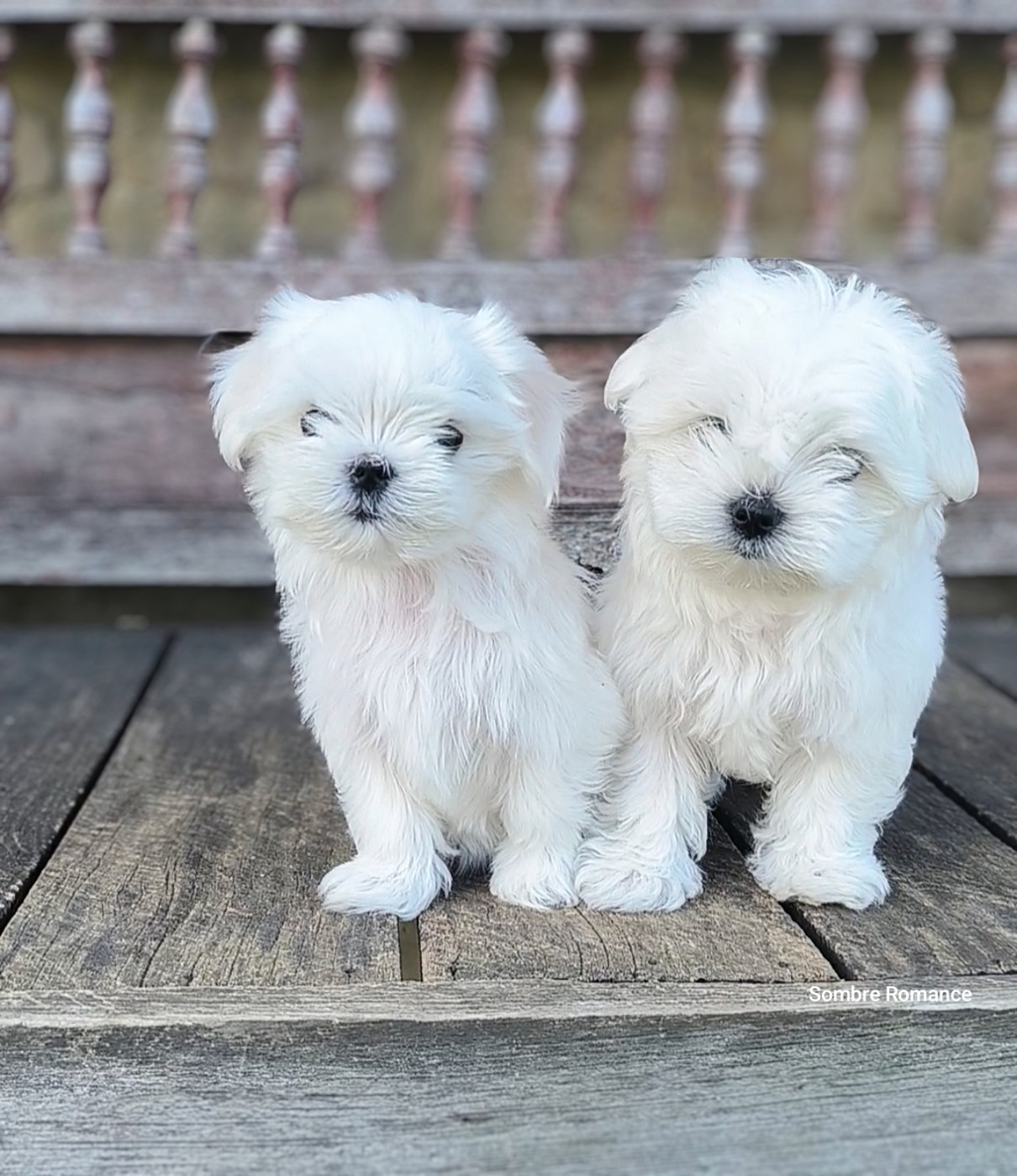 Chiot Bichon maltais Sombre Romance