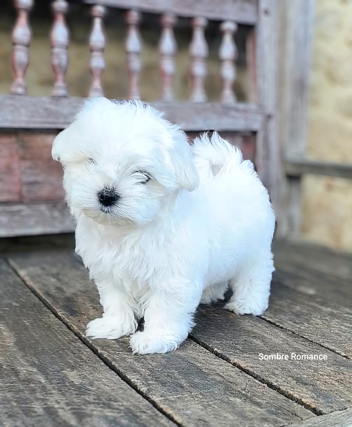 Sombre Romance - Chiots disponibles - Bichon maltais