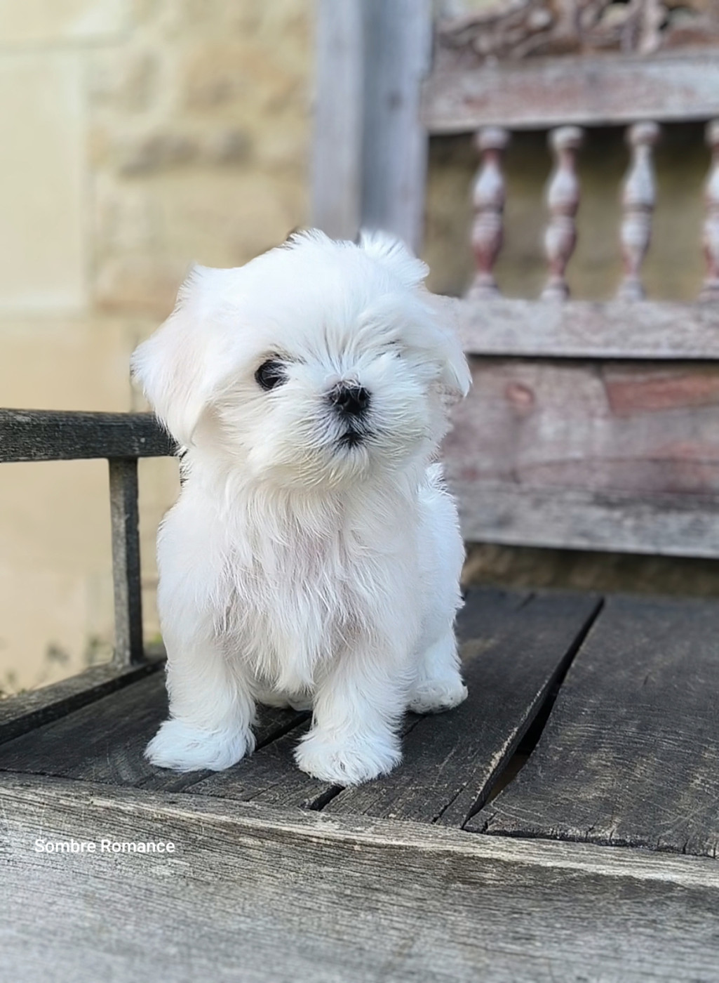 Sombre Romance - Chiots disponibles - Bichon maltais