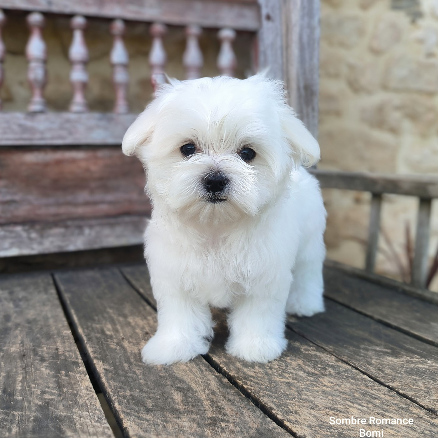 Sombre Romance - Chiots disponibles - Bichon maltais