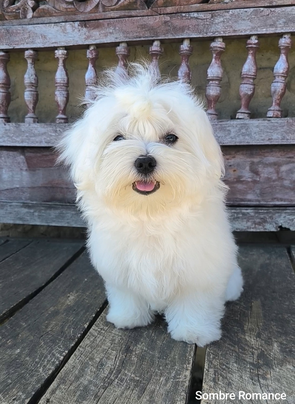 Sombre Romance - Chiots disponibles - Bichon maltais