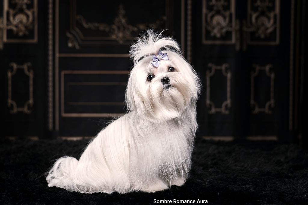 Sombre Romance - Chiots disponibles - Bichon maltais