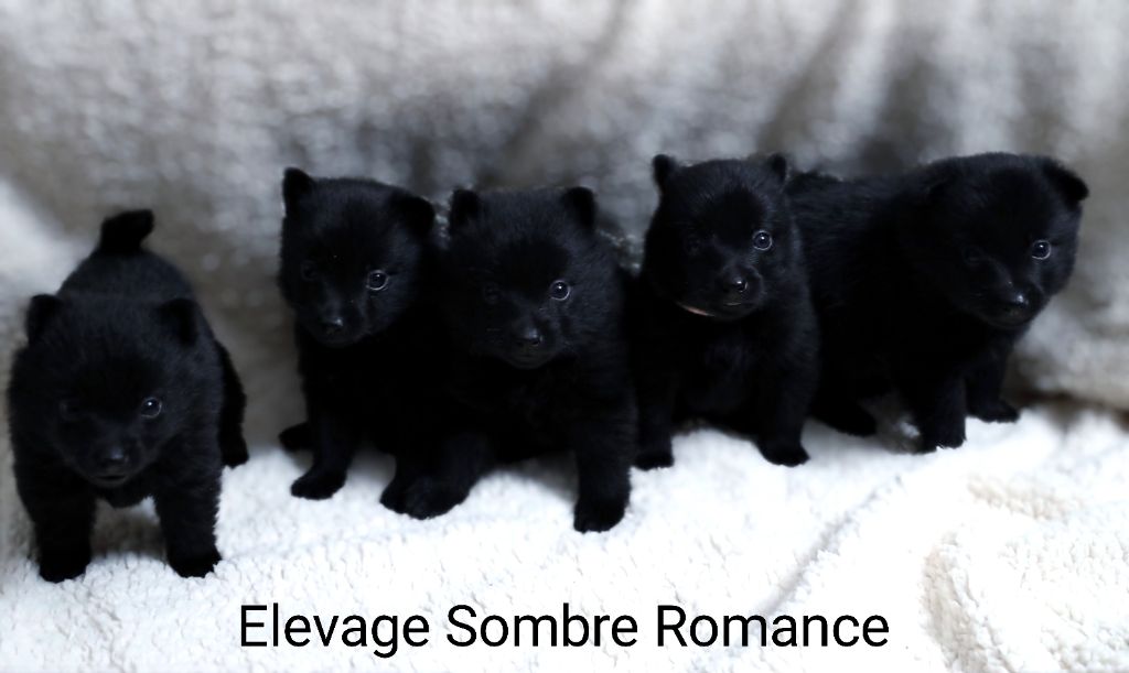 Sombre Romance - Schipperke - Portée née le 22/11/2023