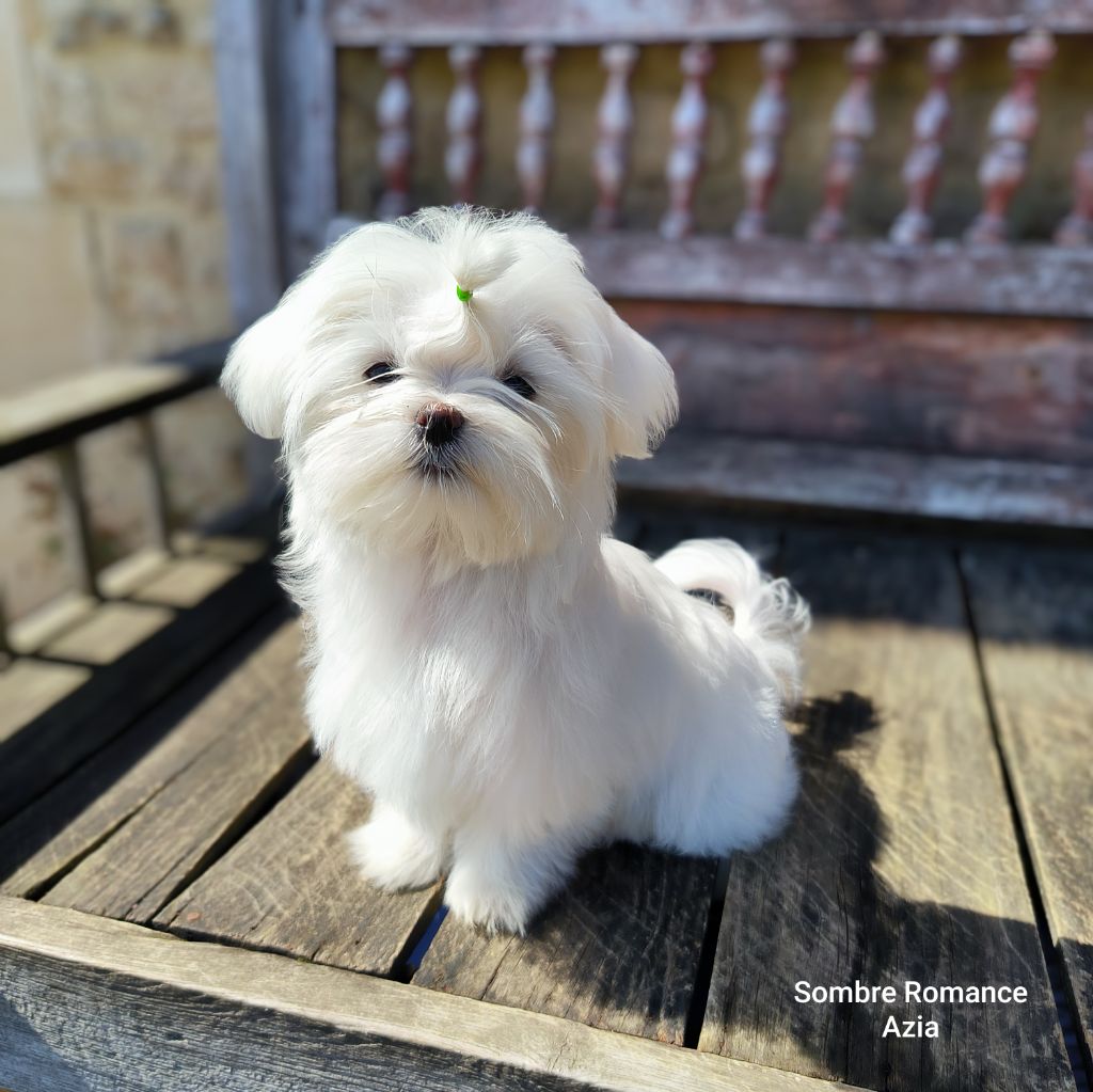 Sombre Romance - Chiots disponibles - Bichon maltais