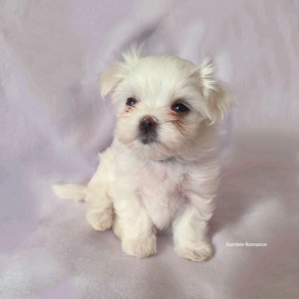 Sombre Romance - Chiots disponibles - Bichon maltais