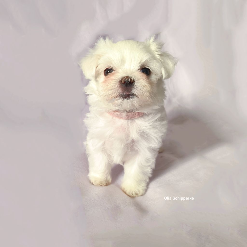 Sombre Romance - Chiots disponibles - Bichon maltais