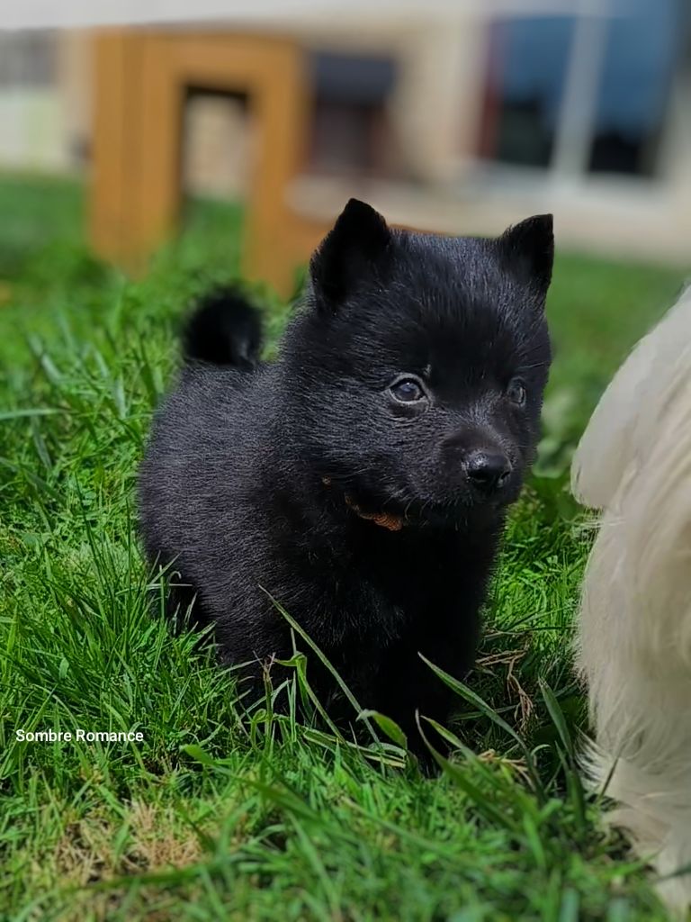 Sombre Romance - Chiots disponibles - Schipperke
