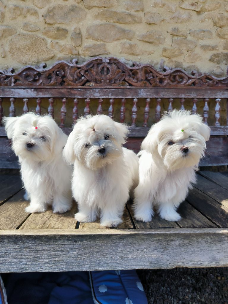 Chiot Bichon maltais Sombre Romance