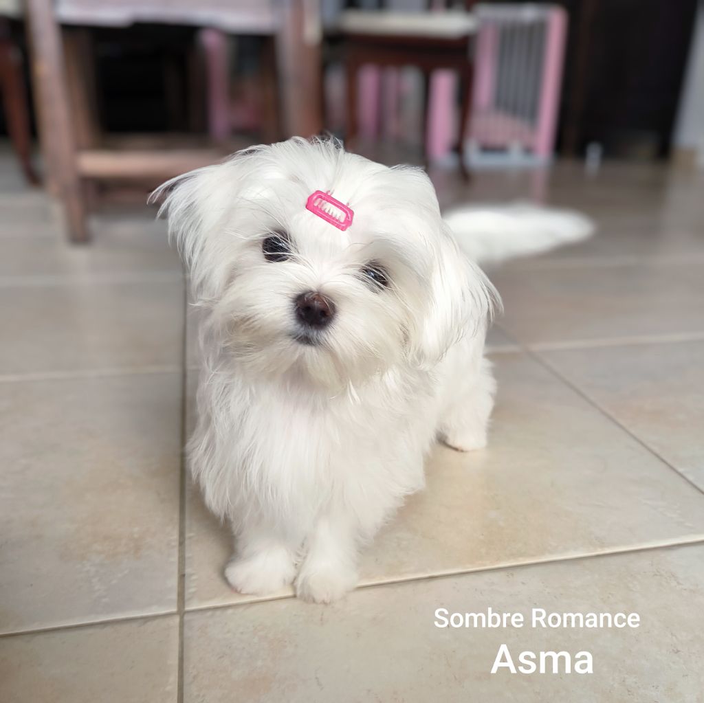 Asma