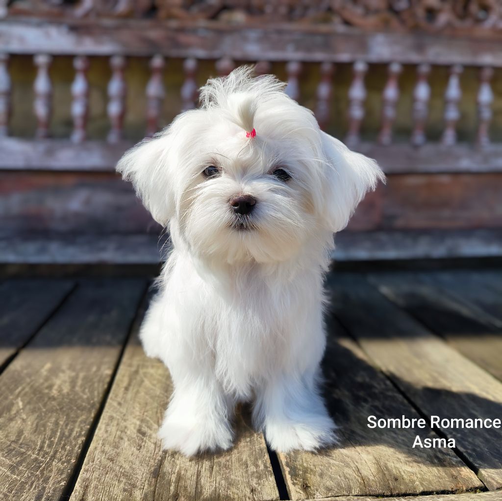 Sombre Romance - Chiots disponibles - Bichon maltais