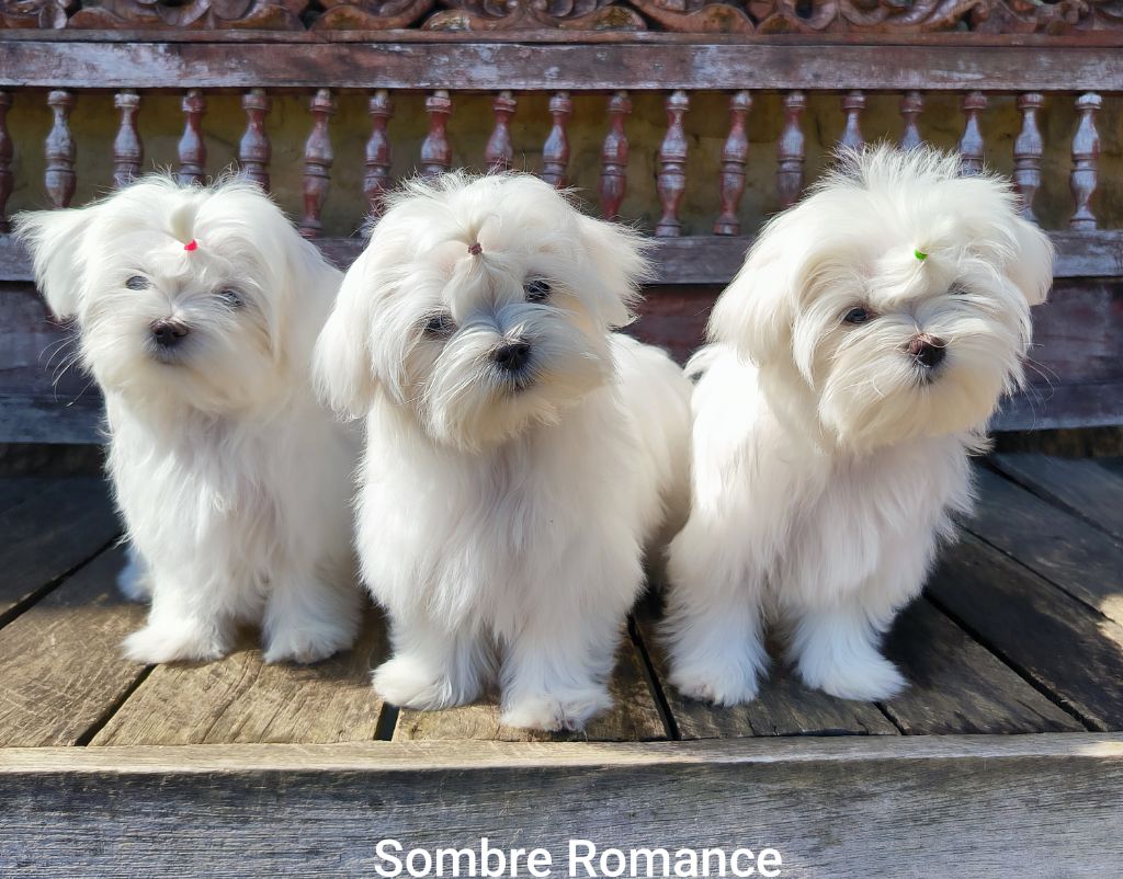 Sombre Romance - Bichon maltais - Portée née le 30/01/2025